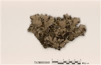 藏品(大緣毛裸緣梅衣)的圖片